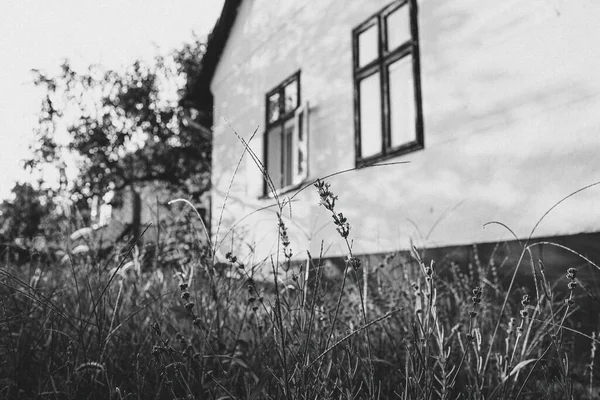 薰衣草生长在传统农舍前 高质量的照片 — 图库照片