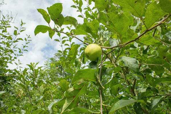 Apples Growing Tree Garden Summer Season High Quality Photo — Stock Photo, Image