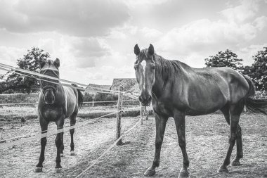 Çimenli çayırda iki at var. Binicilik okulu. Yüksek kalite fotoğraf