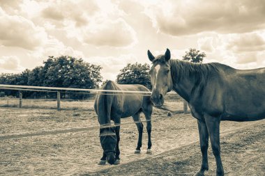 Çimenli çayırda iki at var. Binicilik okulu. Yüksek kalite fotoğraf