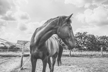 Çimenli çayırda iki at var. Binicilik okulu. Yüksek kalite fotoğraf