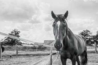 Çimenli çayırda iki at var. Binicilik okulu. Yüksek kalite fotoğraf