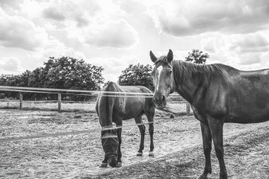 Çimenli çayırda iki at var. Binicilik okulu. Yüksek kalite fotoğraf
