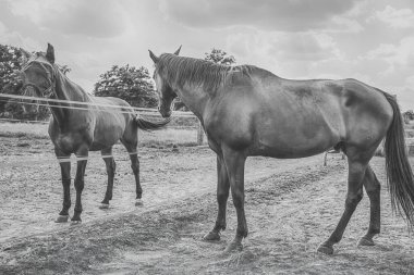 Çimenli çayırda iki at var. Binicilik okulu. Yüksek kalite fotoğraf