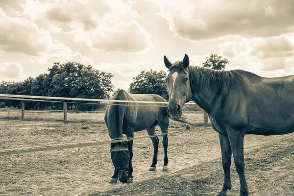 Çimenli çayırda iki at var. Binicilik okulu. Yüksek kalite fotoğraf