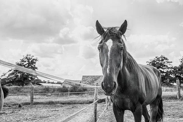 Çimenli çayırda iki at var. Binicilik okulu. Yüksek kalite fotoğraf