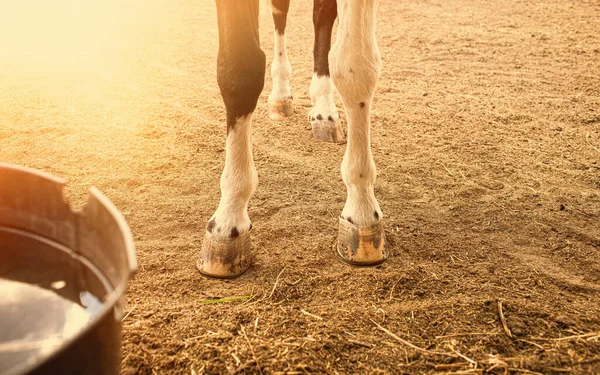 Detail of horse hoofs on dirty ground. High quality photo