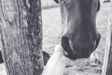 Çiftlikte elle beslenen bir atın yakın çekimi. Yüksek kalite fotoğraf