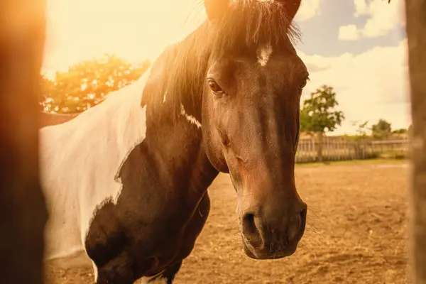 Retrato Cavalo Recinto Foto Alta Qualidade — Fotografia de Stock