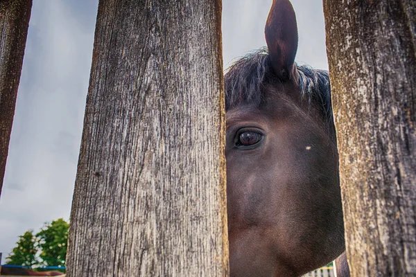 閉じ込められた馬の肖像 高品質の写真 — ストック写真