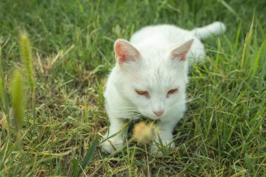 Kedi çayırda dinleniyor. Yaz mevsimi. Yüksek kalite fotoğraf