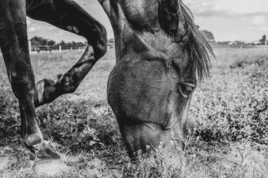 Çimenli çayırlarda at otluyor. Binicilik okulu. Yüksek kalite fotoğraf