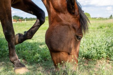 Çimenli çayırlarda at otluyor. Binicilik okulu. Yüksek kalite fotoğraf