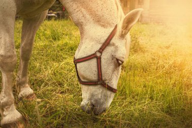 Etrafı sarılmış bir atın portresi. Yüksek kalite fotoğraf