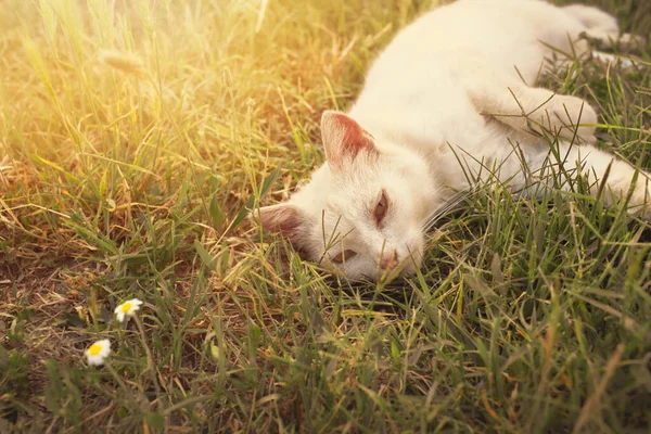 Chat Relaxant Sur Prairie Saison Estivale Photo Haute Qualité — Photo