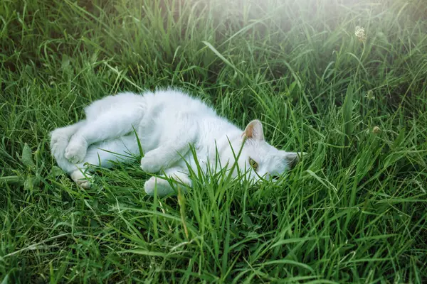 Gato Relaxante Meado Temporada Verão Foto Alta Qualidade — Fotografia de Stock