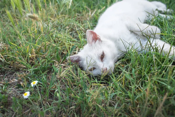 Кіт Розслабляється Лузі Літній Сезон Високоякісна Фотографія — стокове фото