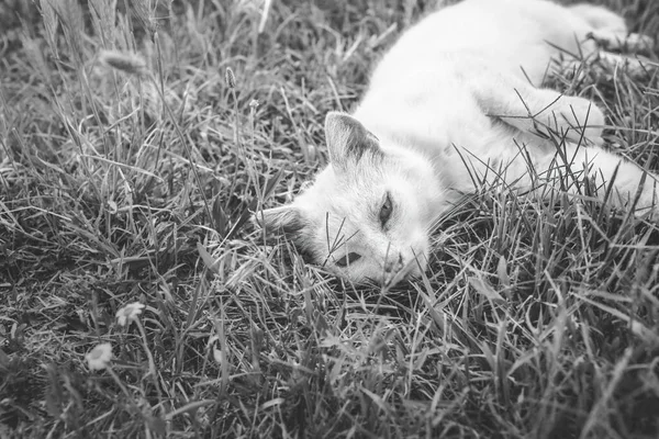 Gato Relaxante Meado Temporada Verão Foto Alta Qualidade — Fotografia de Stock