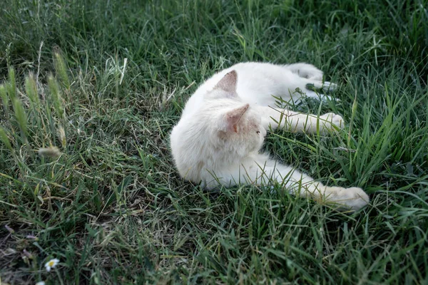 초원에서 휴식을 취하는 고양이 품질의 — 스톡 사진