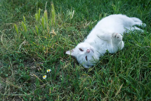 Cat Relaxing Meadow Summer Season High Quality Photo — Stock Photo, Image