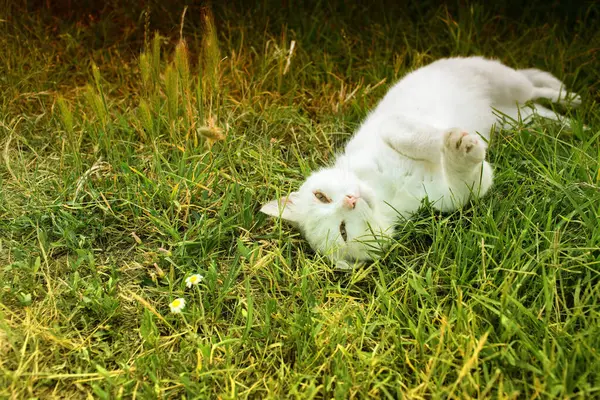 メドウでリラックスした猫 夏の季節 高品質の写真 — ストック写真