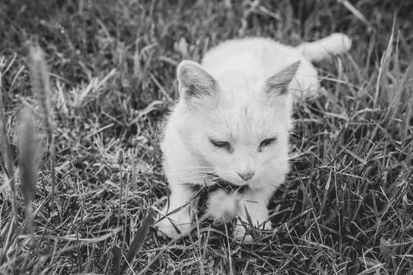 Katze Entspannt Auf Der Wiese Sommersaison Hochwertiges Foto — Stockfoto