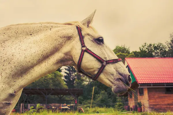 Portret Konia Obudowie Wysokiej Jakości Zdjęcie — Zdjęcie stockowe