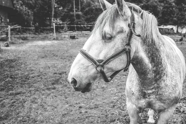 Retrato Cavalo Recinto Foto Alta Qualidade — Fotografia de Stock