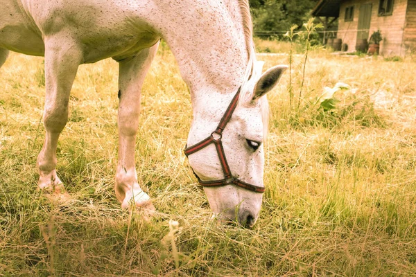 閉じ込められた馬の肖像 高品質の写真 — ストック写真