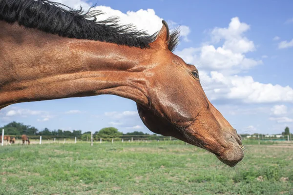 Bellissimo Cavallo Scuotendo Criniera Sul Campo Verde Foto Alta Qualità — Foto Stock