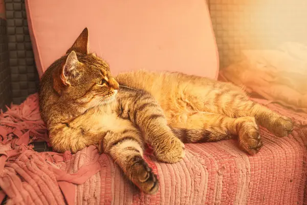 Katze Liegt Auf Der Terrasse Sofa Hochwertiges Foto Hochwertiges Foto — Stockfoto