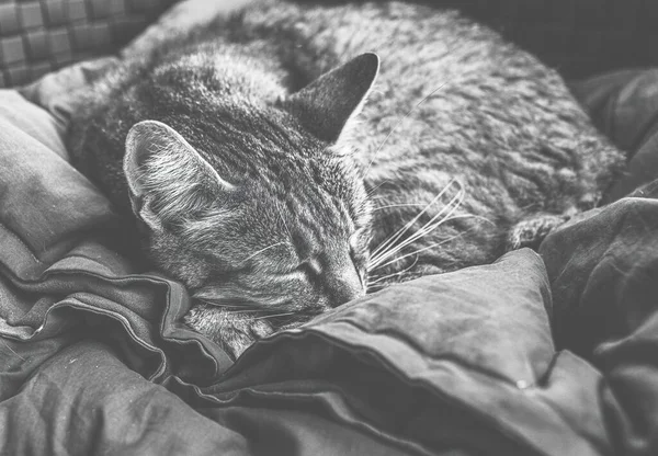 Γάτα Κοιμάται Στον Καναπέ Υψηλής Ποιότητας Φωτογραφία — Φωτογραφία Αρχείου