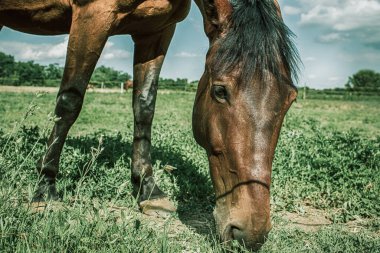 Çimenli çayırlarda at otluyor. Binicilik okulu. Yüksek kalite fotoğraf