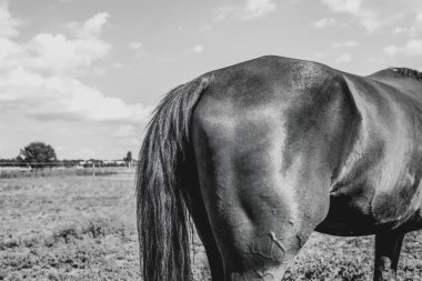 Çimenli çayırlarda at otluyor. Binicilik okulu. Yüksek kalite fotoğraf