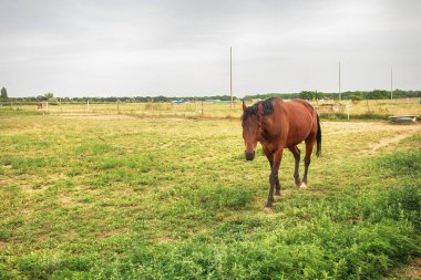 Çimenli çayırlarda at otluyor. Binicilik okulu. Yüksek kalite fotoğraf