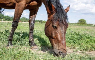 Çimenli çayırlarda at otluyor. Binicilik okulu. Yüksek kalite fotoğraf