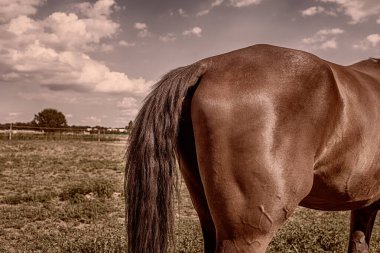 At otları çevreleyip otlatıyor. Yüksek kalite fotoğraf