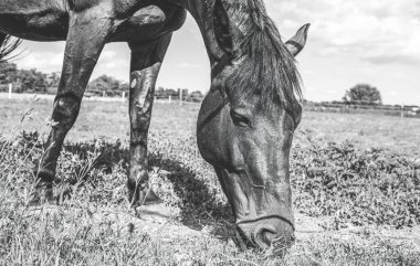 Çimenli çayırlarda at otluyor. Binicilik okulu. Yüksek kalite fotoğraf