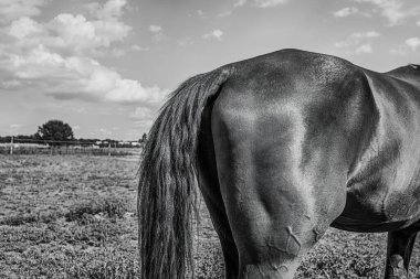 At otları çevreleyip otlatıyor. Yüksek kalite fotoğraf
