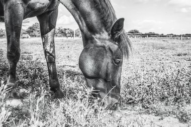Çimenli çayırlarda at otluyor. Binicilik okulu. Yüksek kalite fotoğraf