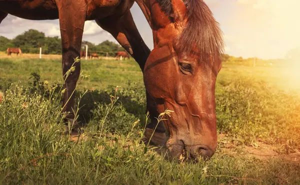 Cavalo frente a frente foto de stock. Imagem de fazenda - 1135038