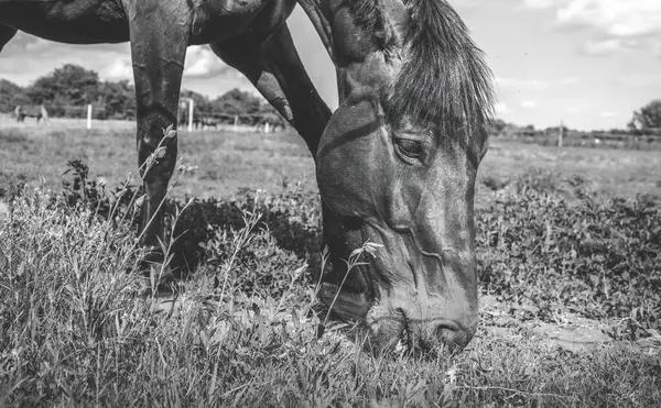 Horse Grazing Enclosure Grassy Meadow Riding School High Quality Photo — Stock Photo, Image