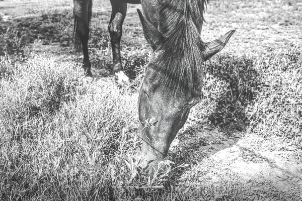 芝生の牧草地の囲いの中に放牧する馬 ライディングスクール 高品質の写真 — ストック写真