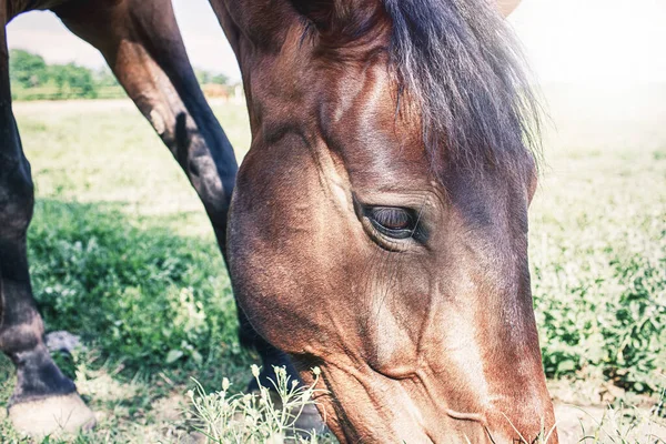 马在草甸上的圈子里吃草 高质量的照片 — 图库照片