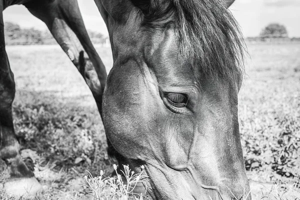Cavalo Pastando Dentro Recinto Pastoso Meadow Riding Escola Foto Alta — Fotografia de Stock