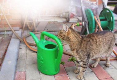 Bahçe sulama tenekesinin yanında duran kedi. Yüksek kalite fotoğraf