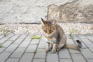 Bahçedeki kaldırımda oturan bir kedi. Yüksek kalite fotoğraf