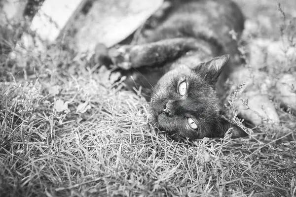 Fekete Macska Pihen Kertben Gyepen Kiváló Minőségű Fénykép — Stock Fotó