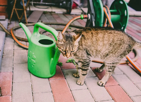 Bahçe sulama tenekesinin yanında duran kedi. Yüksek kalite fotoğraf