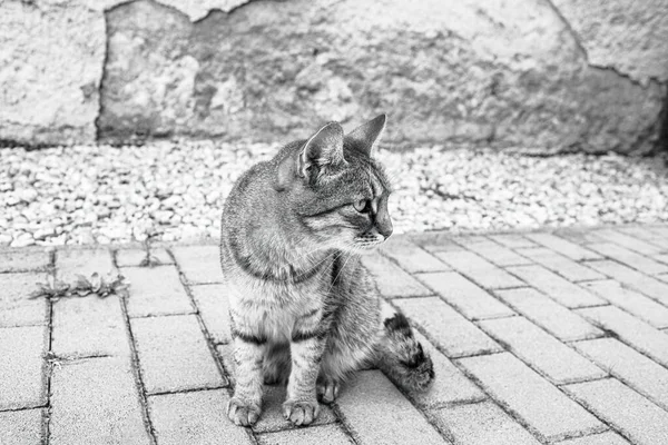 Gato Sentado Pavimento Jardín Foto Alta Calidad —  Fotos de Stock